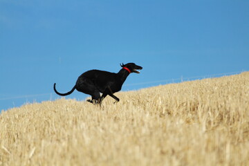 Spanish greyhound in mechanical hare race in the countryside