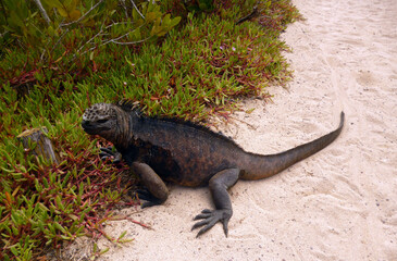 sea iguana on the beach