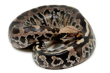 Sumatran short-tailed python (Python curtus) on a white background