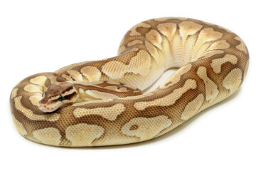 Ball python (Python regius) on a white background