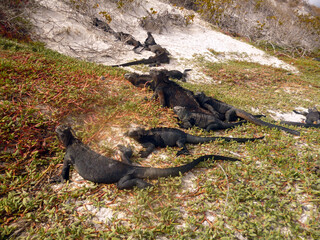 group of lizard on the ground