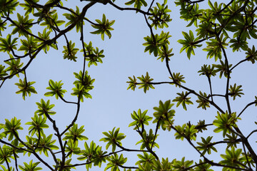 green leaves and blue sky
