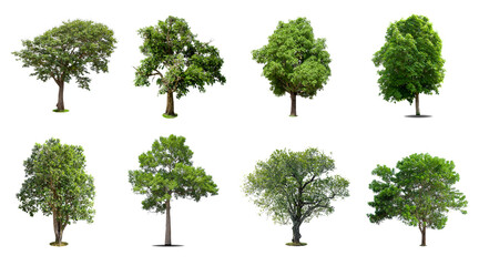 Fototapeta premium Collection of trees Isolated on white background, Exotic tropical tree for design.