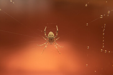 a spider is eating its prey that is a fly
