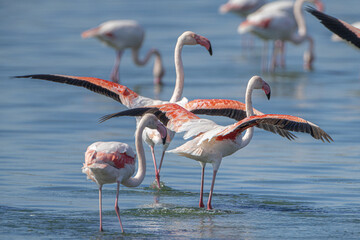 Fototapeta premium Flamingo -Phoenicopterus roseus- Tunisia 