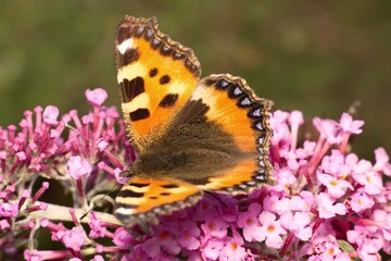 European peacock butterfly on flower