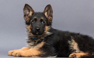 puppy lies on a gray background in the studio of the german shepherd breed