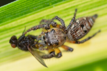 a spider is eating its prey that is a fly