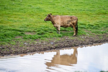 Cows in a field, grazing on pasture, in Australia