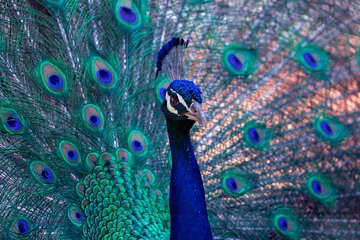 Gordijnen Portrait of beautiful peacock with feathers out © Yuliia Lakeienko