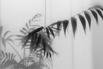 fog effect of blurred palm leaves silhouettes behind frosted glass with backlight  
