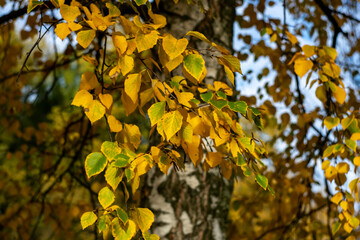Yellow birch leaves on a blurred background.