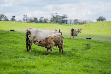 Close up of Stud Beef bulls, cows and calves grazing on grass and drinking milk.