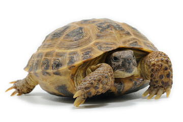 Russian tortoise (Testudo horsfieldii) on a white background