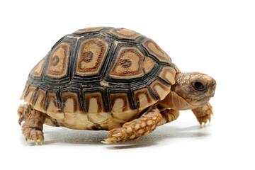 Leopard tortoise (Stigmochelys pardalis) on a white background