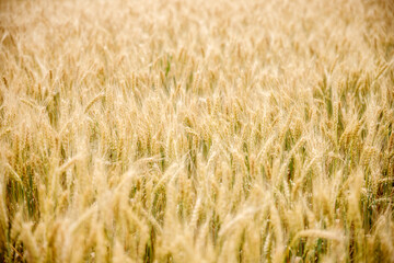 Field of wheat and sun