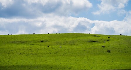 Cows in a field, grazing on pasture, in Australia