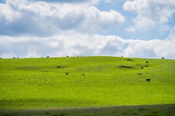 Cows in a field, grazing on pasture, in Australia