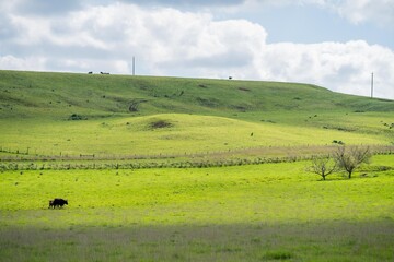 Cows in a field, grazing on pasture, in Australia