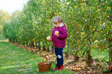 Little preschool girl in colorful clothes with basket of red apples in organic orchard. Happy...