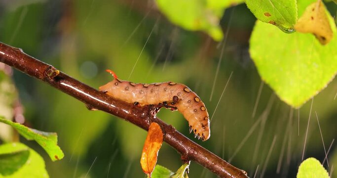 Caterpillar Bedstraw Hawk Moth crawls on a branch during the rain. Caterpillar (Hyles gallii) the bedstraw hawk-moth or galium sphinx, is a moth of the family Sphingidae.