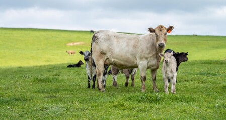 Cows in a field, grazing on pasture, in Australia
