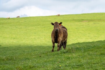 Cows in a field, grazing on pasture, in Australia