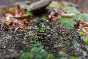 green moss on the stump, nature texture forest autumn