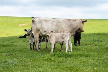 Cows in a field, grazing on pasture, in Australia