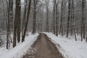 Obraz premium snowed road in winter forest