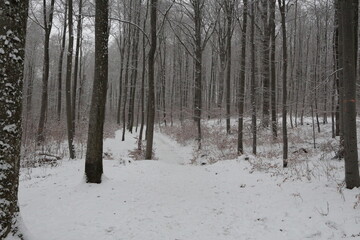 forest in winter with snow