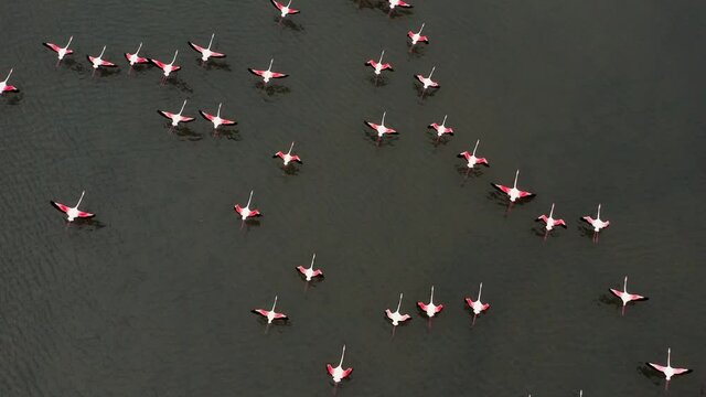Pink Flamingos flying low above a shallow lagoon, Aerial view.
