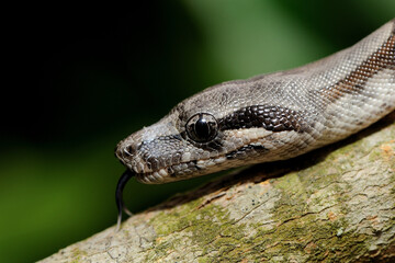 Baby peruvian long-tailed boa (Boa constrictor longicauda)