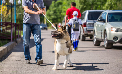 A man leads a large dog on a leash without a muzzle down the street. Purebred dog for protection....