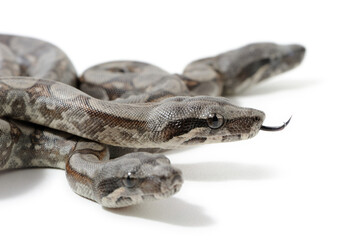 Baby peruvian long-tailed boa (Boa constrictor longicauda) on a white background
