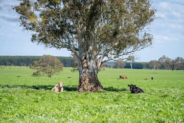 speckle park, Murray grey, Angus cows and calf grazing on lush pasture. while they enjoy the sun...