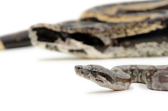 Baby Peruvian Long-tailed Boa (Boa Constrictor Longicauda) On A White Background With Mother