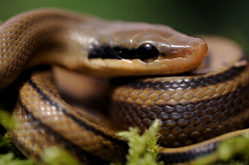 Baby chinese beauty snake (Elaphe taeniura taeniura)