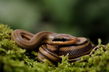 Baby chinese beauty snake (Elaphe taeniura taeniura)