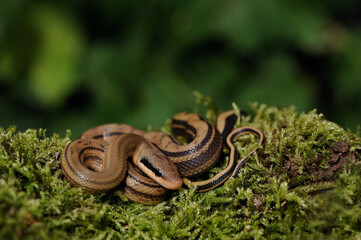 Baby chinese beauty snake (Elaphe taeniura taeniura)