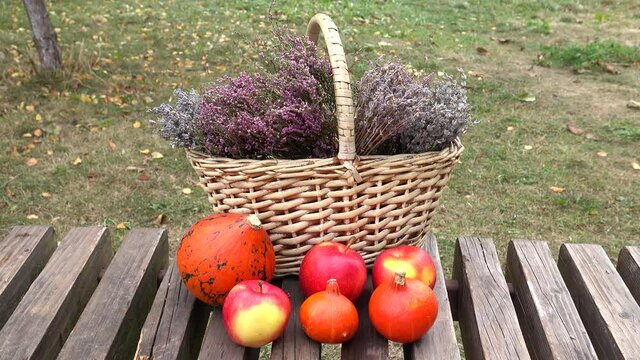 Fresh apples, decorative pumpkins and a wicker basket with dried lavender and heather flowers are on a wooden bench in the autumn garden. Dry lavender and heather flowers, apples and pumpkins are on t