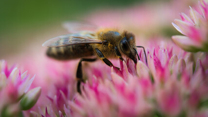 Nahaufnahme einer Honigbiene beim sammeln von  Blütenstaub auf rose Blüten