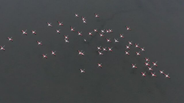Pink Flamingos flying low above a shallow lagoon, Aerial view.
