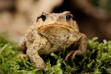 European common toad (Bufo spinosus)