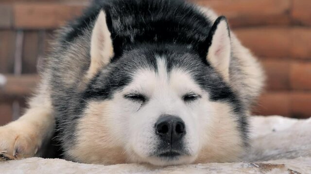 A sleepy husky in the kennel enjoying snowy weather. Close-up portrait