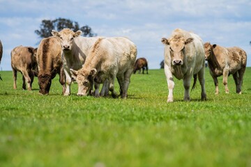 Close up of Stud Beef bulls, cows and calves grazing on grass in a field, in Australia. breeds of...