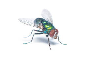 Glittering Green Bottle Fly isolated on white background