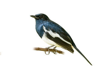 Fototapeta premium Male Oriental Magpie Robin isolated on white background