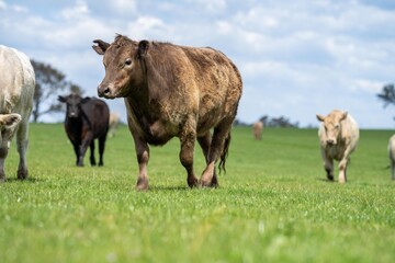 Close up of Stud Beef bulls, cows and calves grazing on grass in a field, in Australia. breeds of...