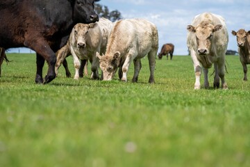 Close up of beef cows and calves grazing on grass in Australia, on a farming ranch. Cattle eating...